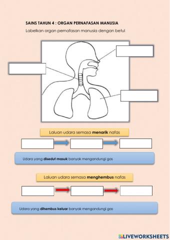 Sains tahun 4 : Organ Pernafasan Manusia