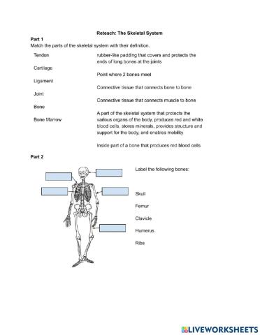 Skeletal System Reteach