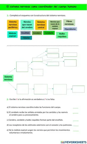 El sistema nervioso como coordinador del cuerpo humano.