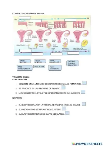 Reproducción humana