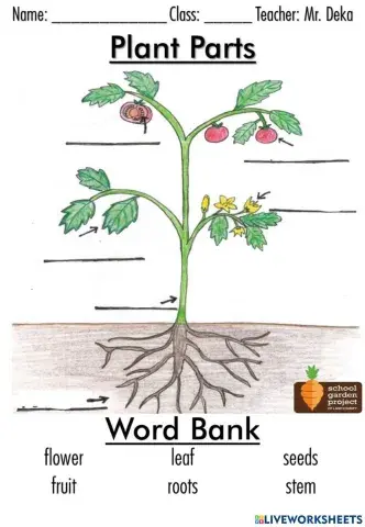 Plant Parts Drag and Drop with Audio Support