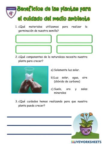 Beneficios de las plantas para el cuidado del ambiente