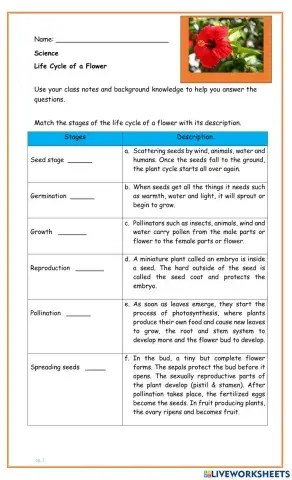 Life Cycle of a Flower