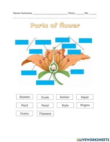 Parts of flower