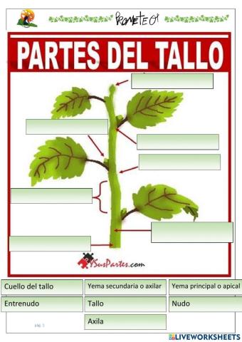 Partes tallo