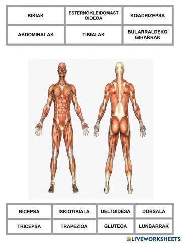 Lokomozio aparatua eta Ugalgeta aparatua