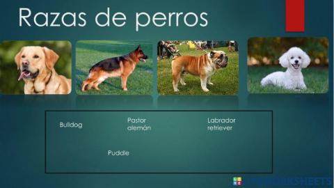 Razas de perro