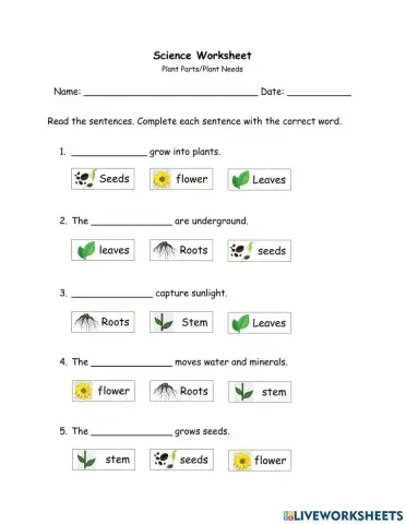 SCIENCE Plant Parts-Plant Needs