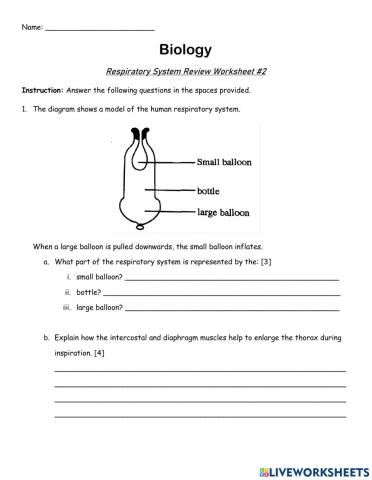 Mechanism of Breathing Worksheet