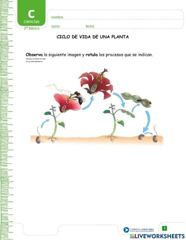 Esquema polinizacion