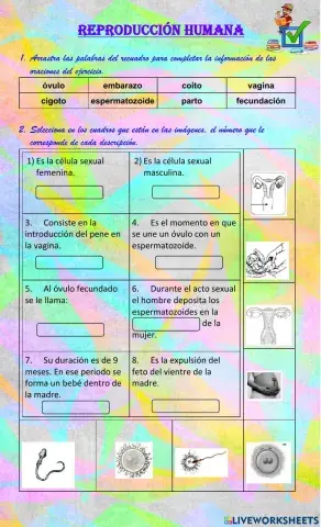 Reproducción humana