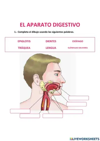 La nutrición: el aparato digestivo