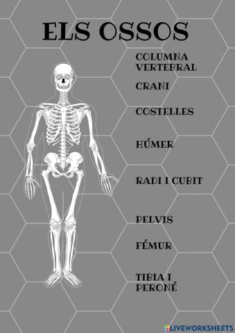 Els ossos