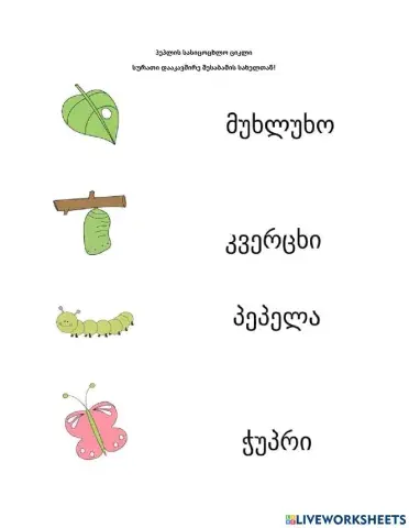 Პეპლის სასიცოცხლო ციკლი