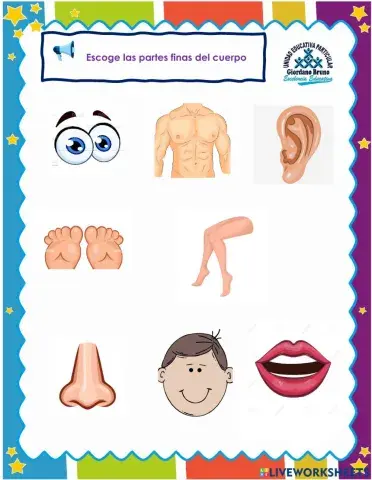 Partes finas del cuerpo