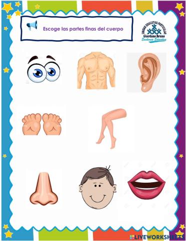 Partes finas del cuerpo