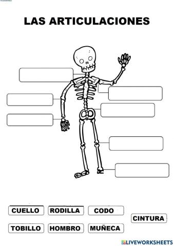 Las articulaciones