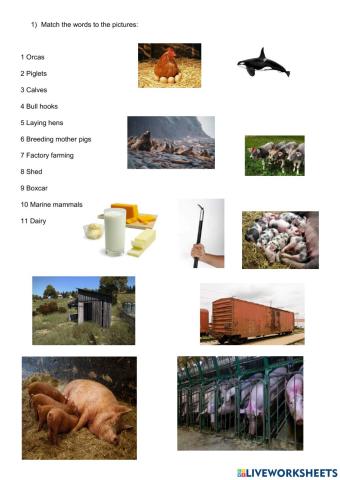 Animal Rights: A Series of Realizations - Anne Flaherty