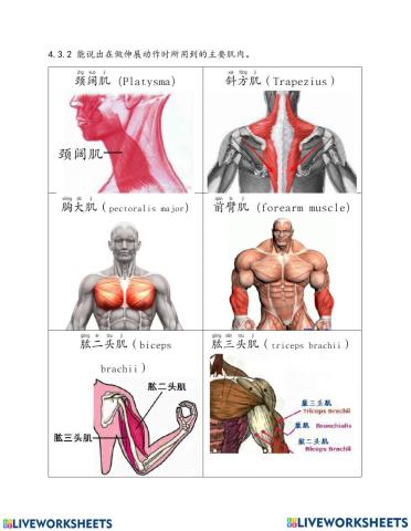 6年级体育 单元8
