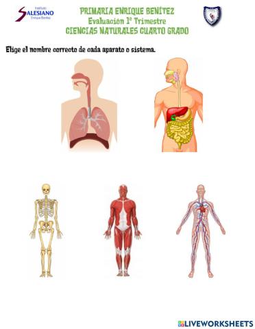 Aparatos y sistemas del cuerpo humano