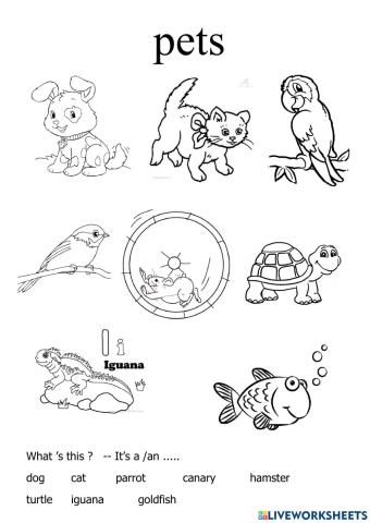 Pets