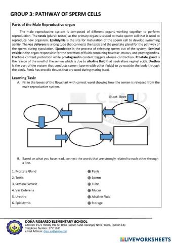 Pathway of sperm cells