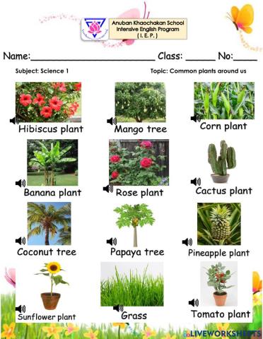 Common Plants Around Us