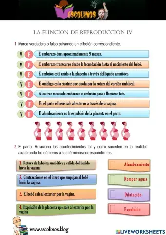 La función de reproducción IV