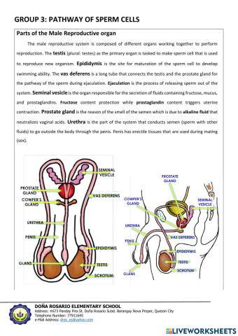 Pathway of sperm cells