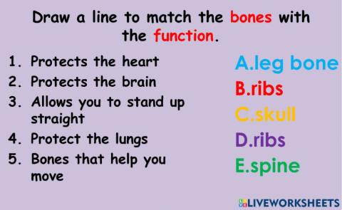 Skeletal Bones