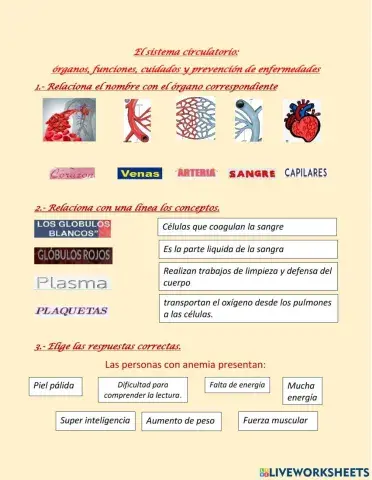 Sistema circulatorio
