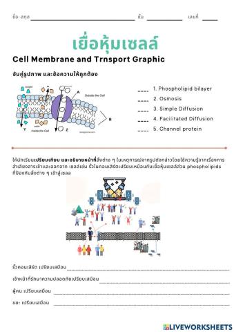 Cell membrane