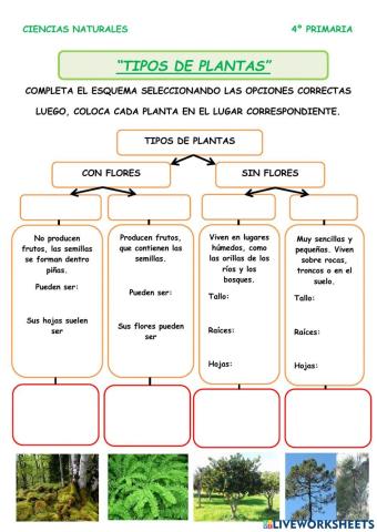 Tipos de plantas