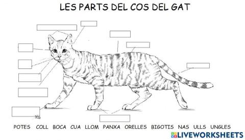 Parts del cos del gat