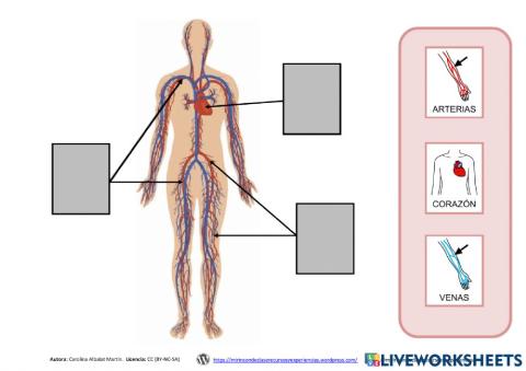 Aparato Circulatorio