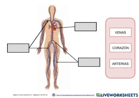 Aparato Circulatorio
