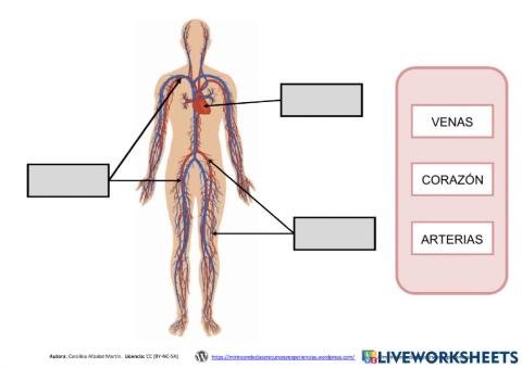Aparato Circulatorio