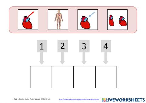 Funcionamiento del Aparato Circulatorio
