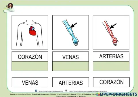 Lectura Global de palabras: Aparato Circulatorio