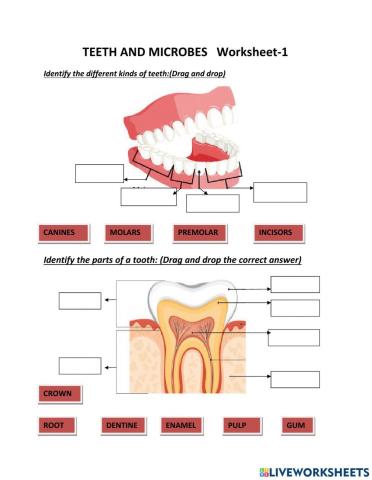 Structure of teeth