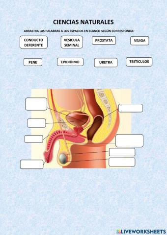Aparato Reproductor Masculino