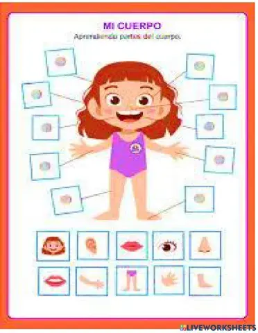 Partes del Cuerpo humano mujer