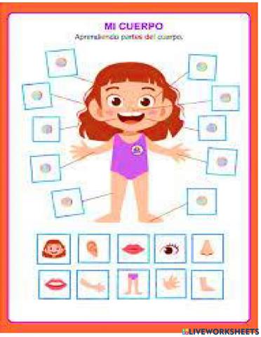 Partes del Cuerpo humano mujer