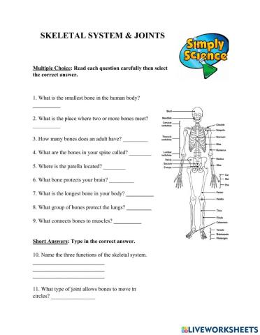 Skeletal System & Joints