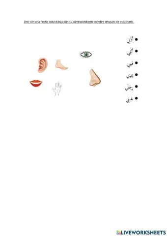 Partes del cuerpo en arabe