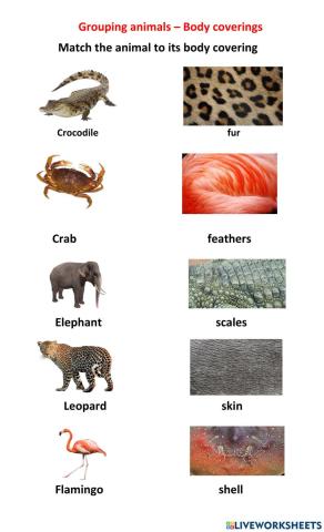 Grouping Animals - Body Coverings