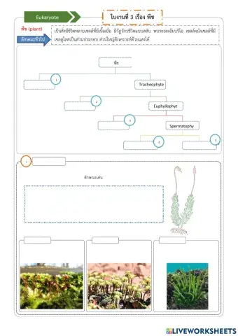 ใบงานที่ 3 เรื่องพืช