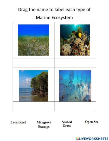 Marine Ecosystems Classification