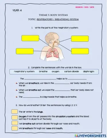 The respiratory- breathing system