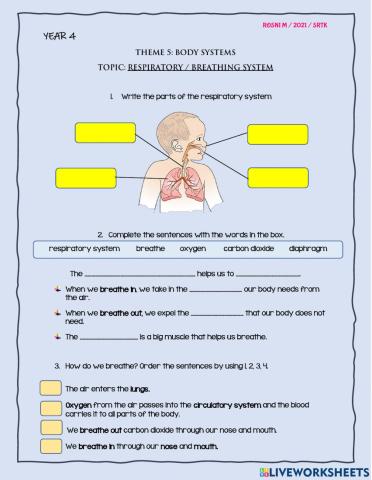 The respiratory- breathing system